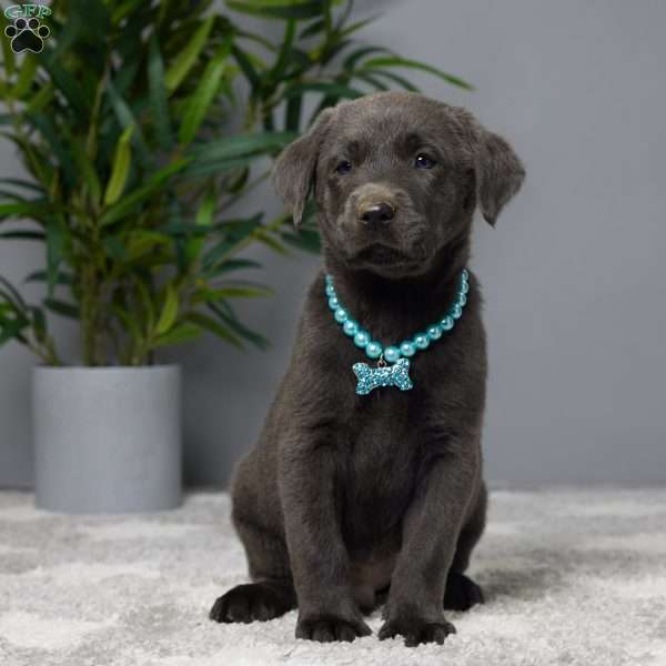 Koda, Charcoal Labrador Retriever Puppy